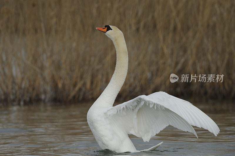 疣鼻天鹅(天鹅色)