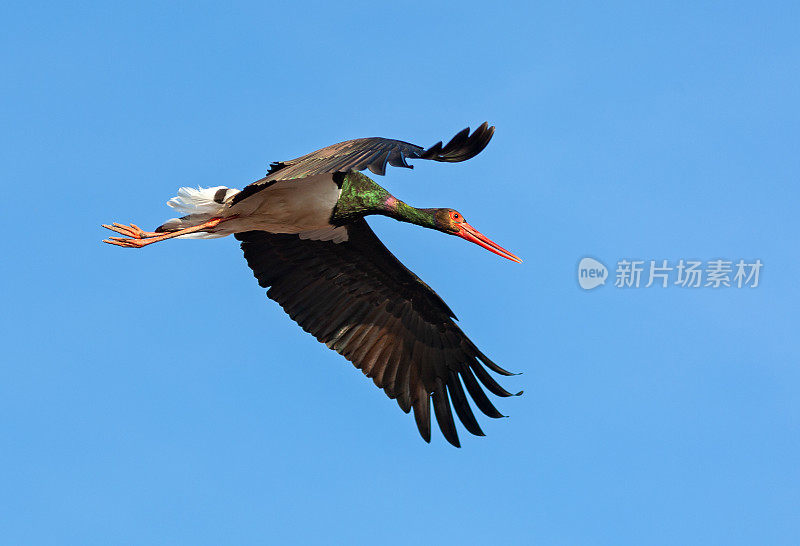 黑色的鹳在蓝天下飞翔