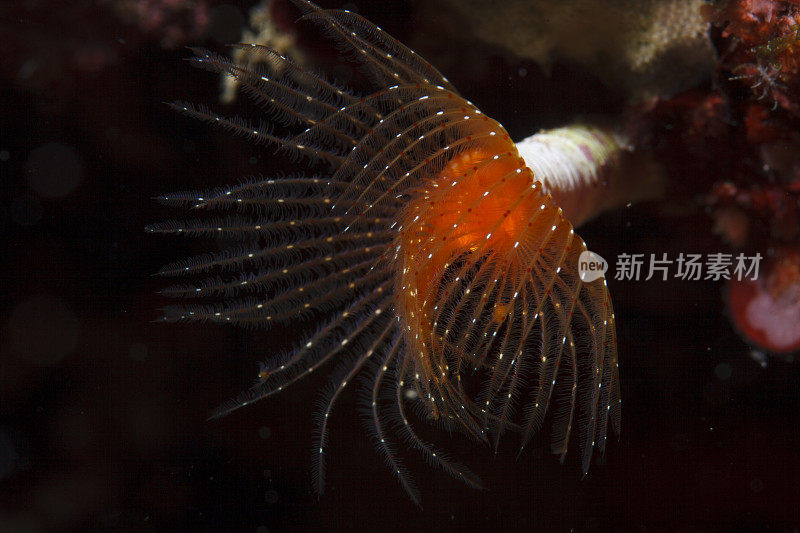 海洋生物螺旋管虫水下美