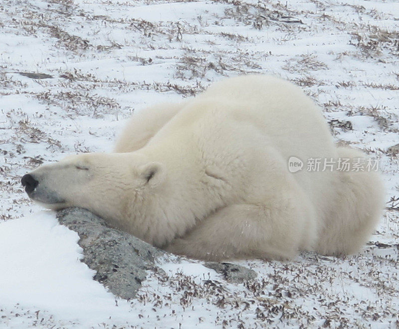 冰雪覆盖的苔原上的极地酒吧