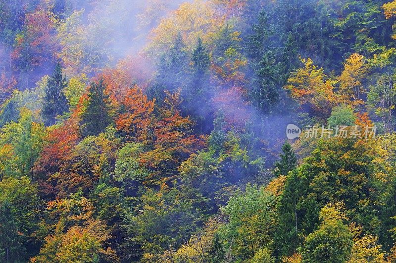 雾蒙蒙的松树高山林地景观秋天-巴伐利亚阿尔卑斯，德国