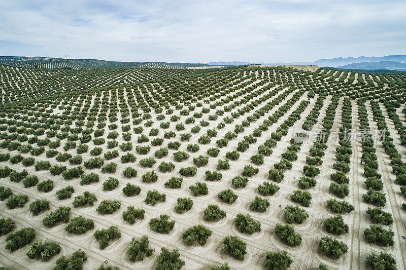 西班牙哈恩安达卢西亚橄榄树的鸟瞰图