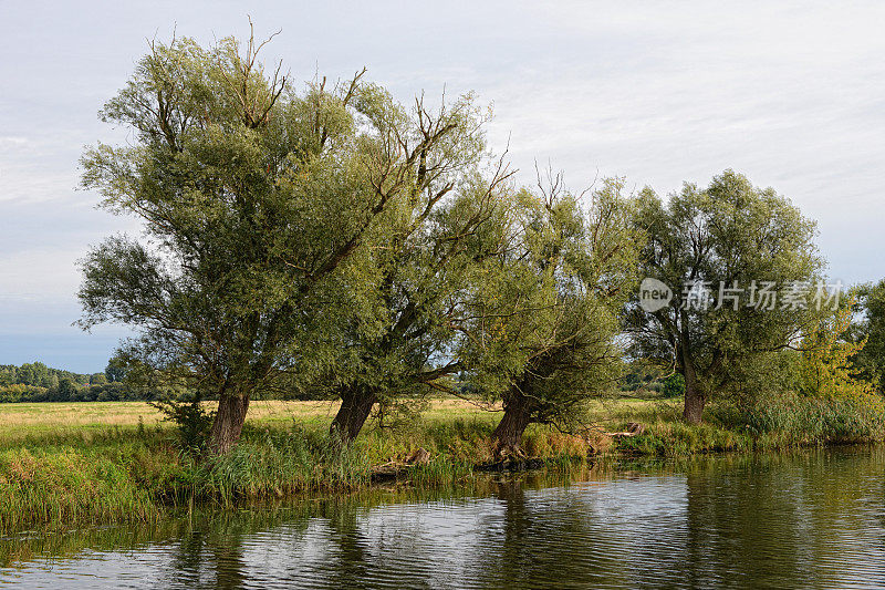 哈维尔河景观有柳树和草地。Havelland在德国。