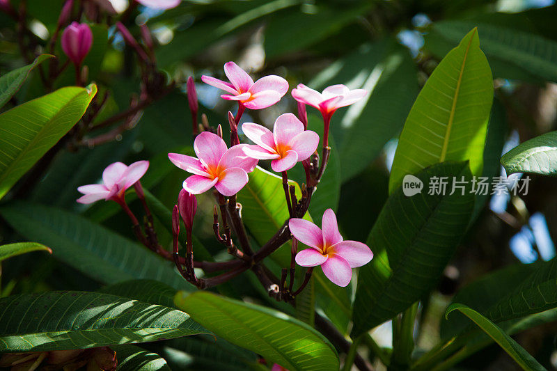 鸡蛋花