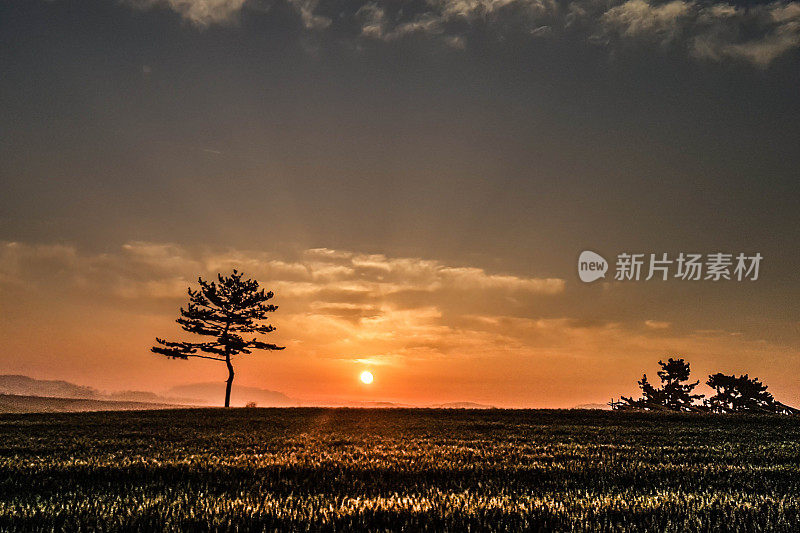 太阳从麦田里升起