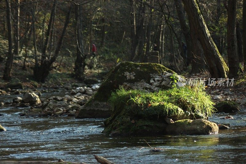 森林倒影在河水上