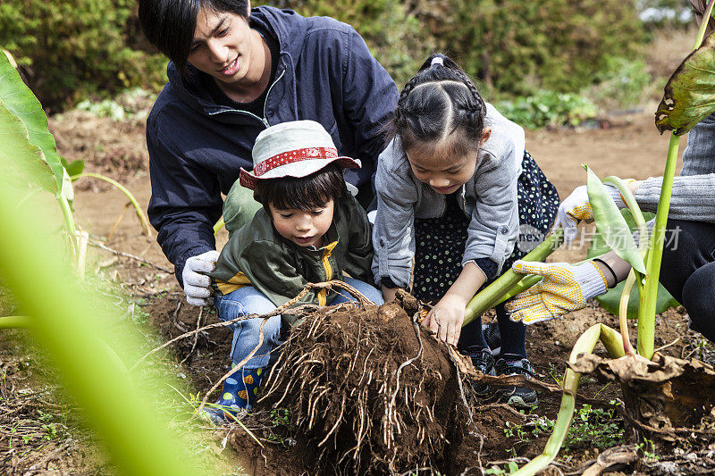 孩子们在和父母一起挖菜