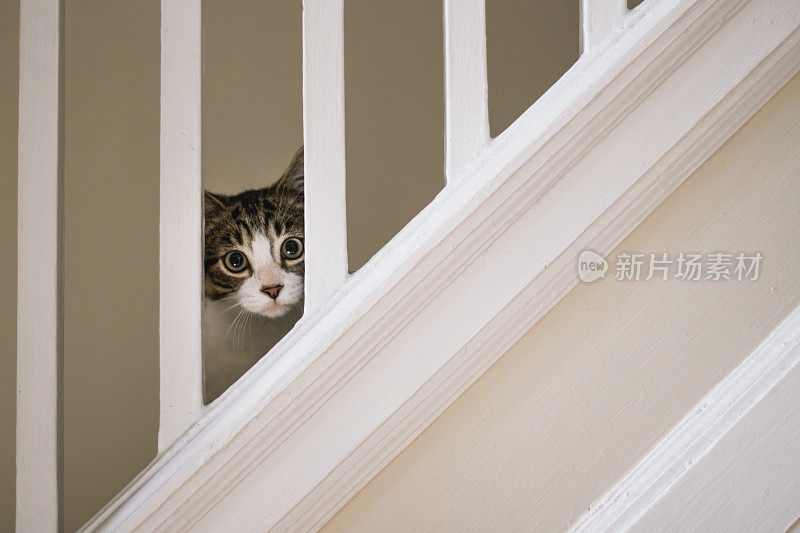 可爱的小猫在楼梯上