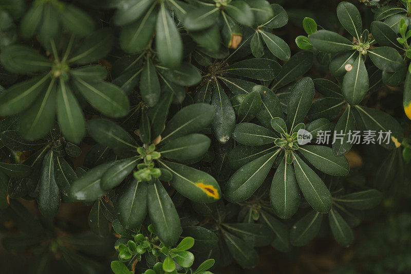 植物绿叶的特写