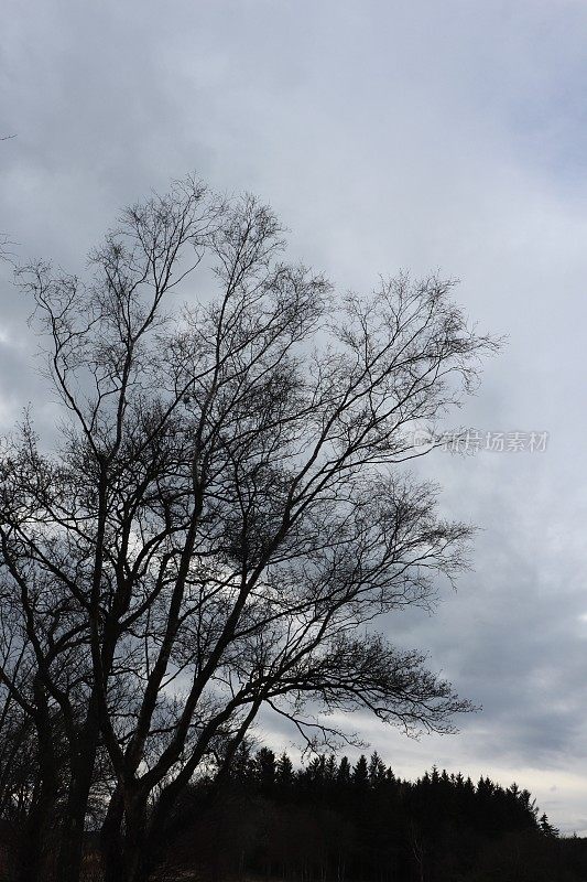 树在阴天的映衬下显出轮廓