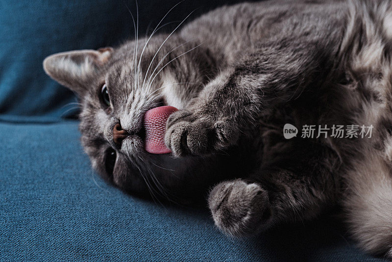 可爱的灰猫放松在家里的沙发