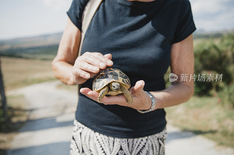 意大利的野生乌龟