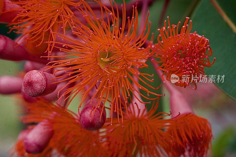 蜜蜂在开花的柑橘树胶开花