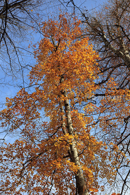 秋天的榆树