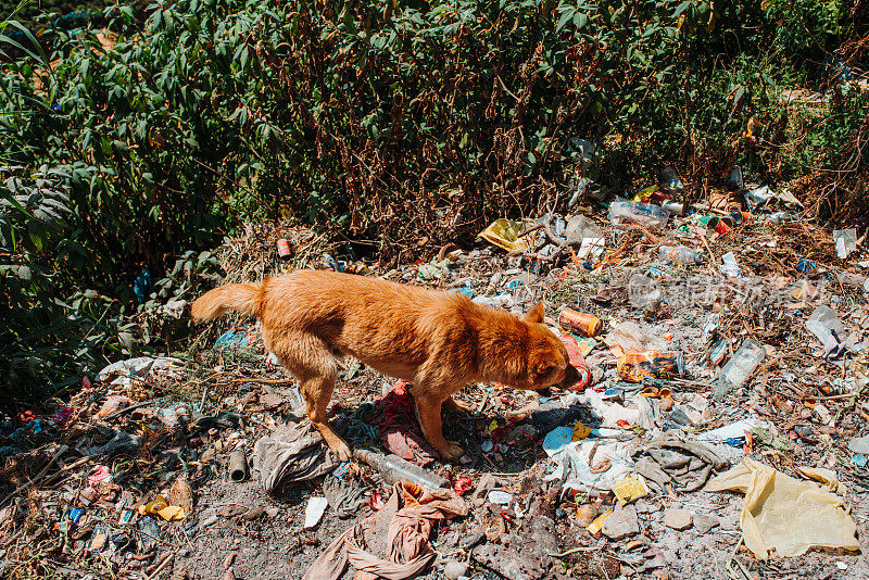 斯里兰卡，一只狗站在一堆垃圾上