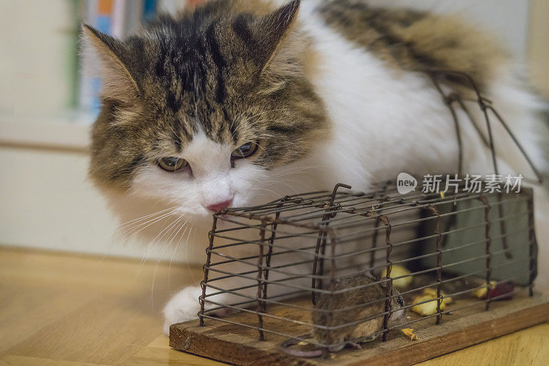 西伯利亚猫和捕鼠器与老鼠