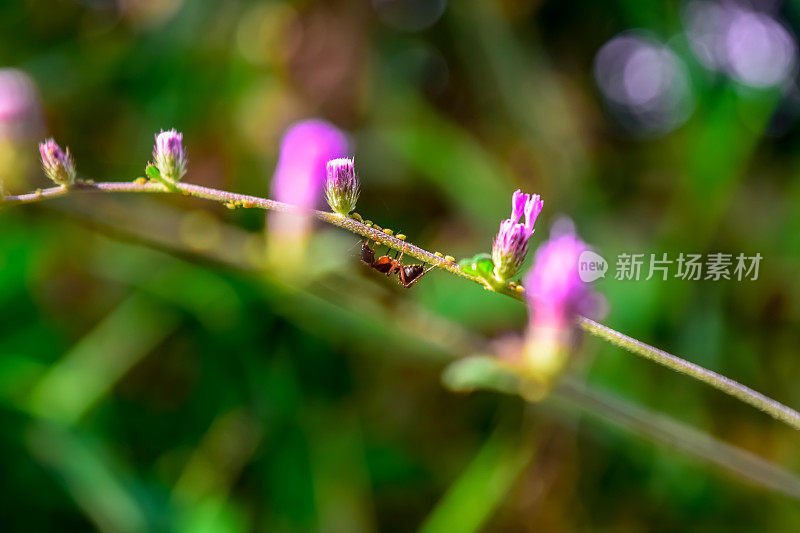 蚂蚁在给一朵小花授粉