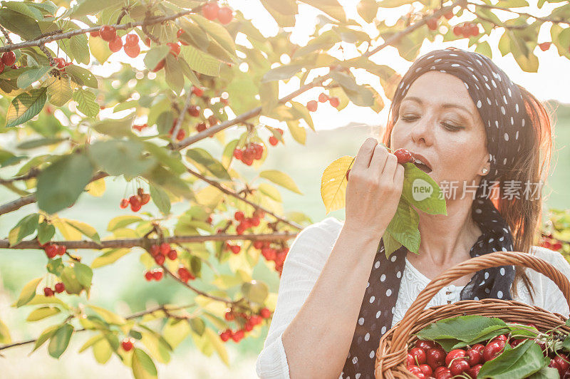 在果园里摘樱桃的漂亮女人