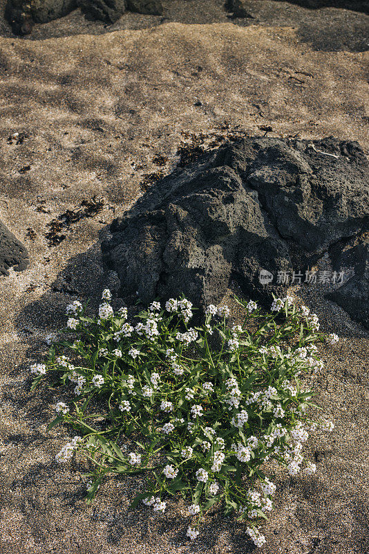 南冰岛卡基尔北极火山地面上稀疏的植被