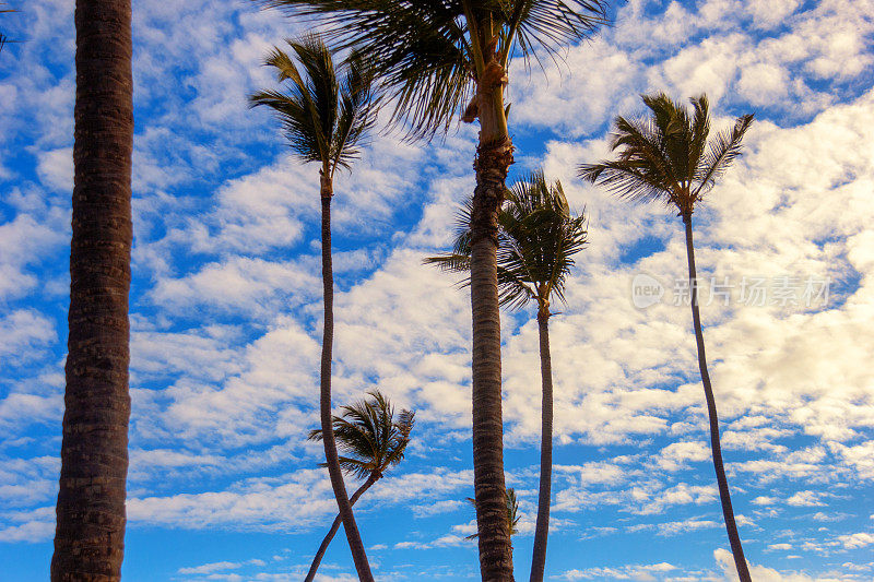 蓝天白云之上的椰子树。