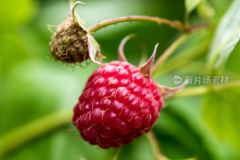 特写的成熟有机树莓的枝条在藤上