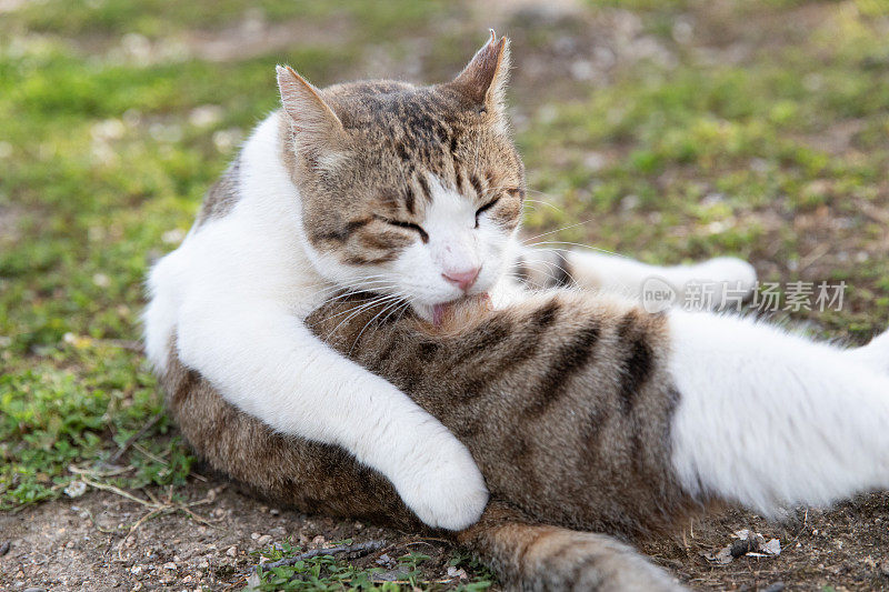 流浪猫在街上休息