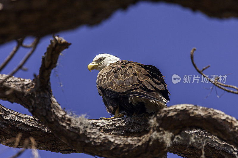 你在看我吗?松树上的秃鹰用一种刻薄的眼神盯着镜头