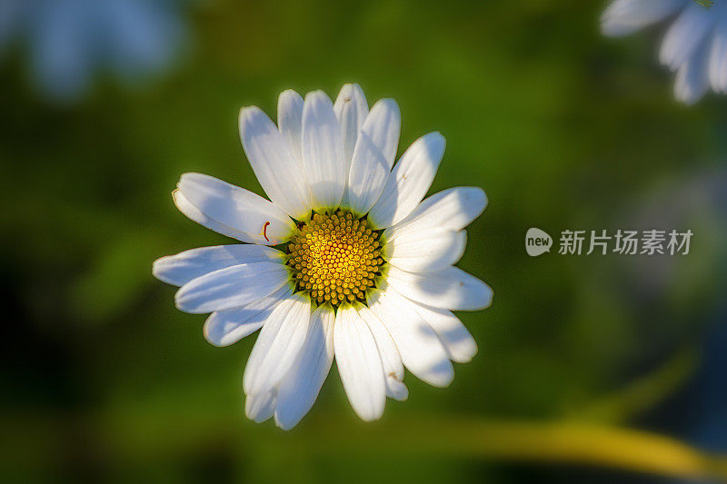 特写玛格丽特的花