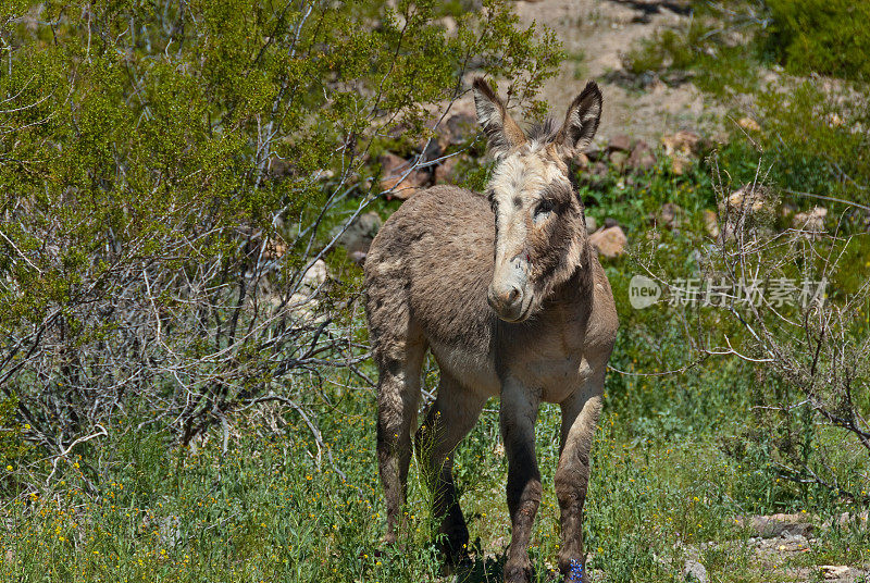 亚利桑那州奥特曼的野生驴子