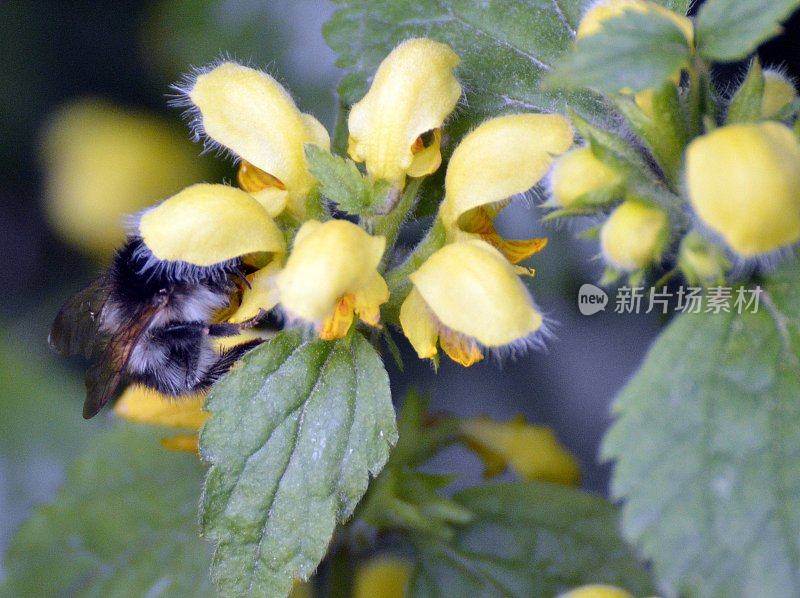 蜜蜂从黄花中吸取花蜜
