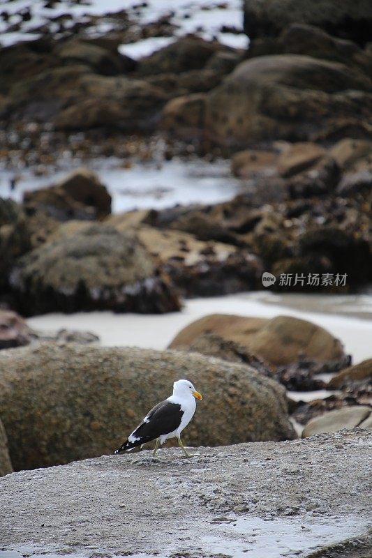 南非的一群非洲企鹅