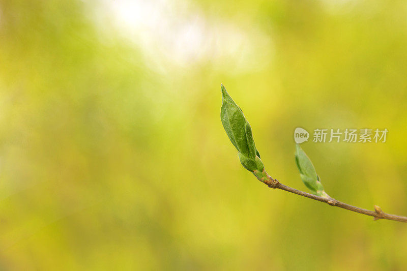 在春天萌芽的树枝