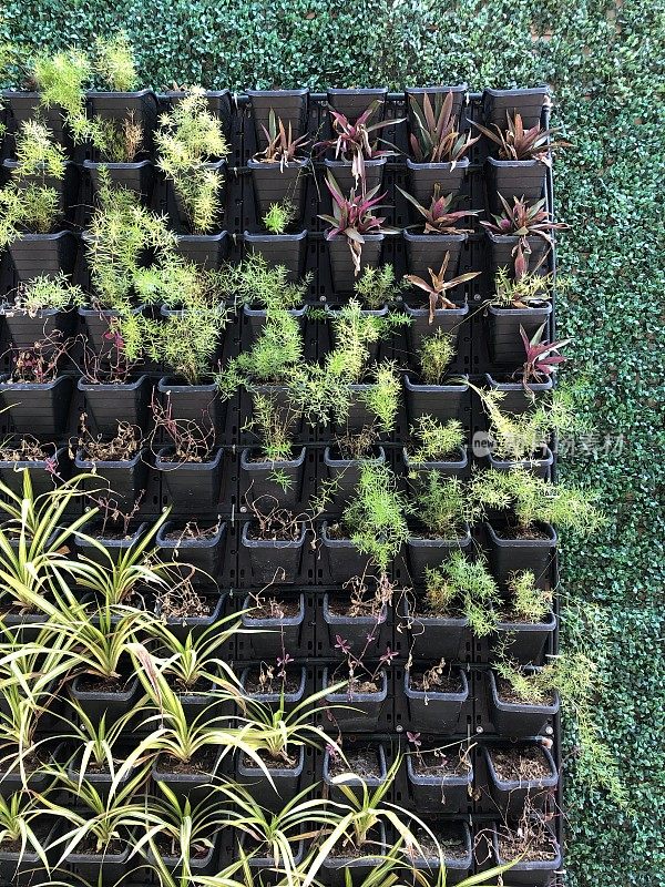 在黑色的方形塑料盆中生长着蔓生植物的花园生活墙的图像，绿色和紫色的生活墙正面的绿色植物种植照片与芦笋蕨类植物，蜘蛛植物，需要水灌溉系统