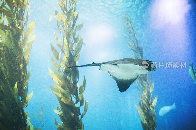 里斯本水族馆里的鱼