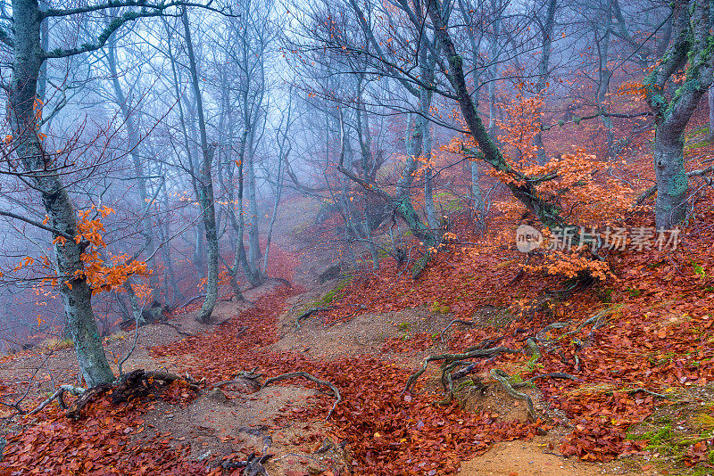 奇异阴暗的风景——秋日雾天山坡上的树木