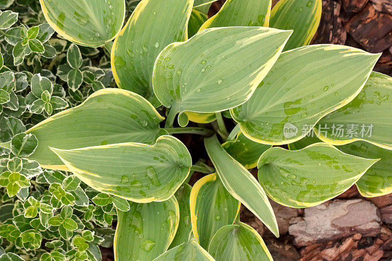 玉簪属草本植物花朵特写