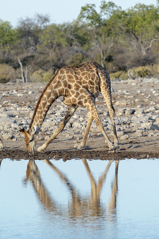 喝水时尴尬的长颈鹿姿势，Etosha国家公园，纳米比亚