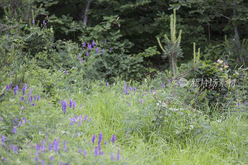 紫色的野花