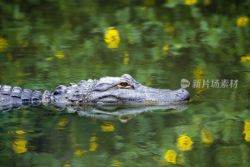 美国鳄鱼在大沼泽地游泳