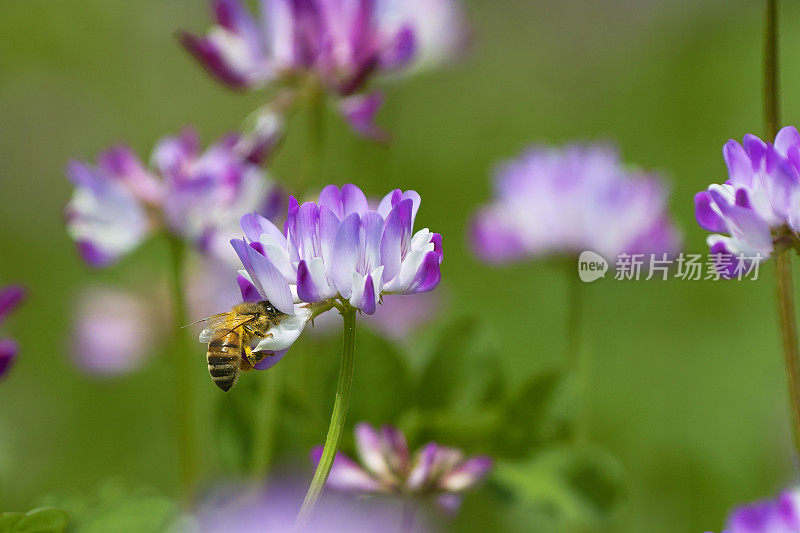 蜜蜂以紫云英为食