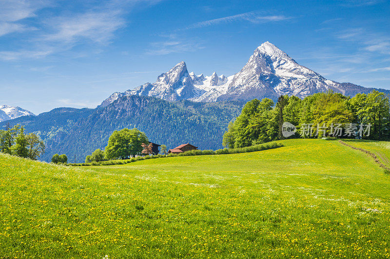 阿尔卑斯山的田园风光，绿草如茵，鲜花盛开