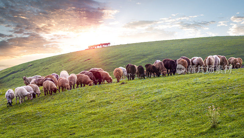 草原上的羊群。