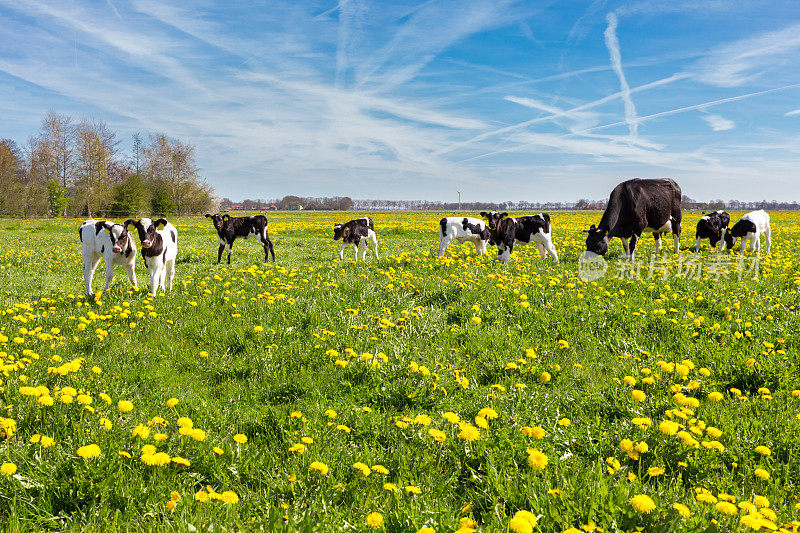 在长满黄色蒲公英的草地上，母牛带着新生的小牛