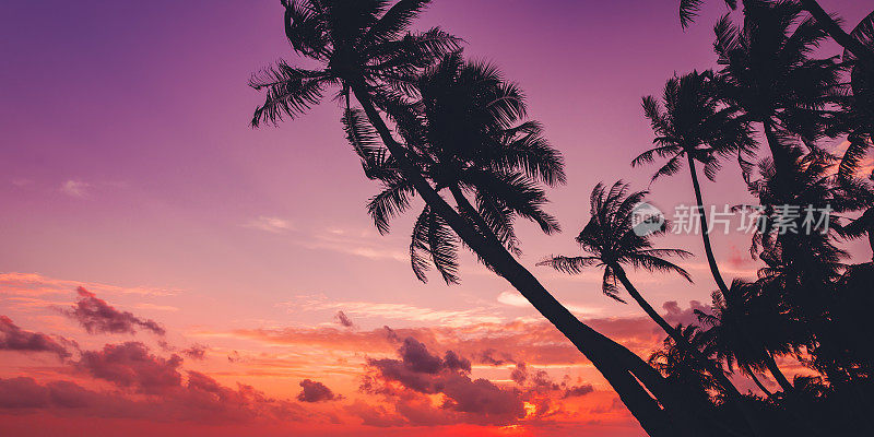 棕榈树的剪影在美丽的热带日落