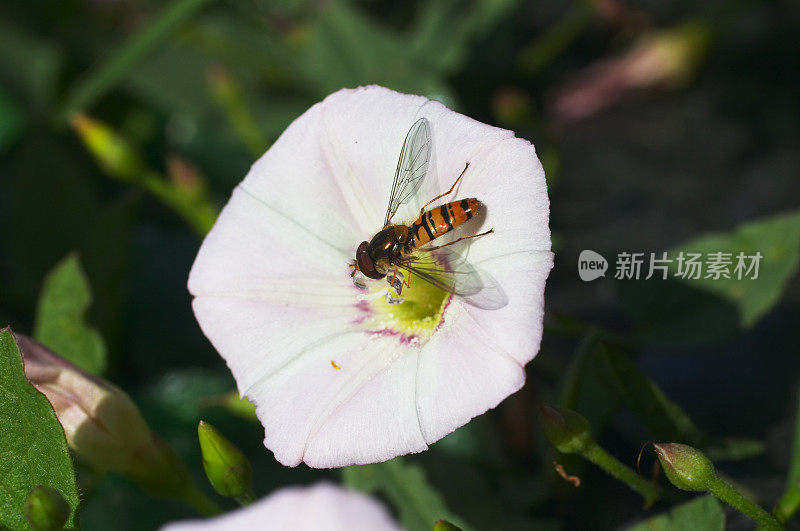 橘子酱食蚜蝇和野旋花