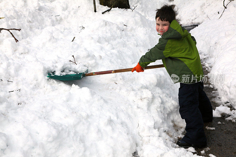 年轻的雪琵嘴鸭