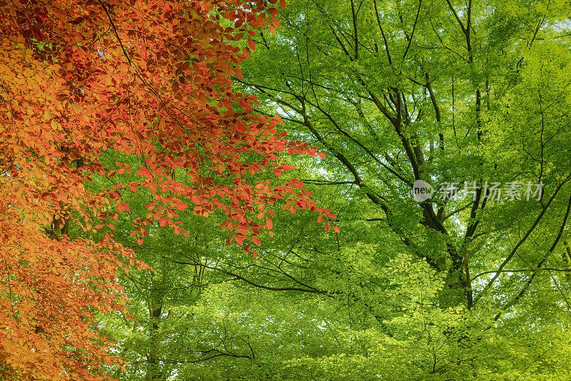 红山毛榉树在一片绿色的森林里