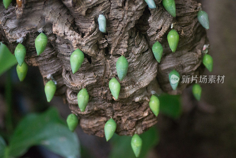 许多毛毛虫结成茧