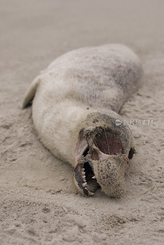 死海豹躺在北海斯皮克罗格岛的海滩上