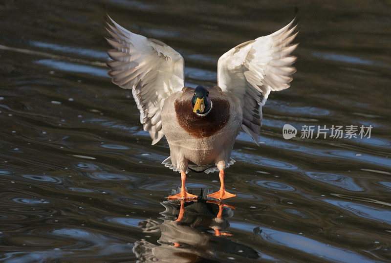 冲浪野鸭德雷克